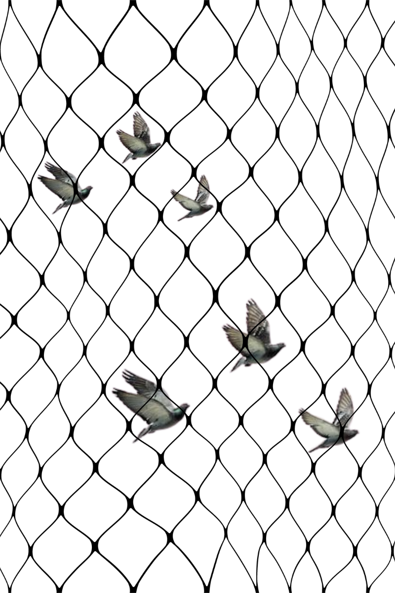 Bird netting service image